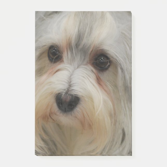 Havanese Post-it Klebezettel (Vorderseite)