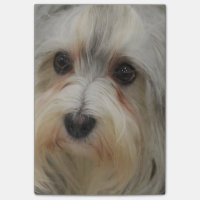 Havanese
