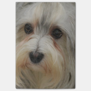 Havanese Post-it Klebezettel