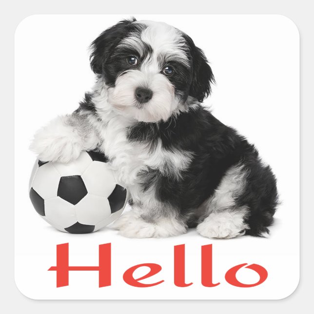 Havanese Puppy Dog Hello Stickers Siegel (Vorderseite)