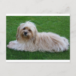 Havanese Puppy Hund Postkarte