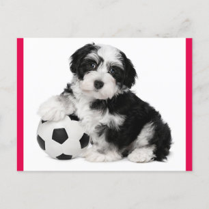 Havanese Puppy Hund Postkarte