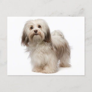 Havanese Puppy Hund Postkarte