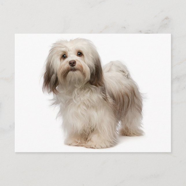 Havanese Puppy Hund Postkarte (Vorderseite)