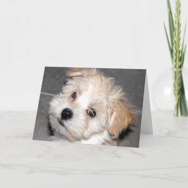 Havanese Puppy Karte (Vorderseite)