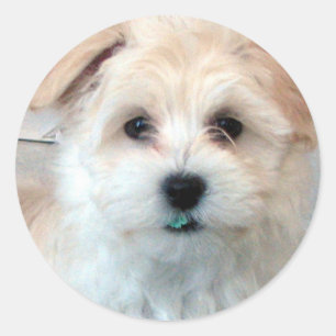 Havanese Puppy - Rescue Runder Aufkleber