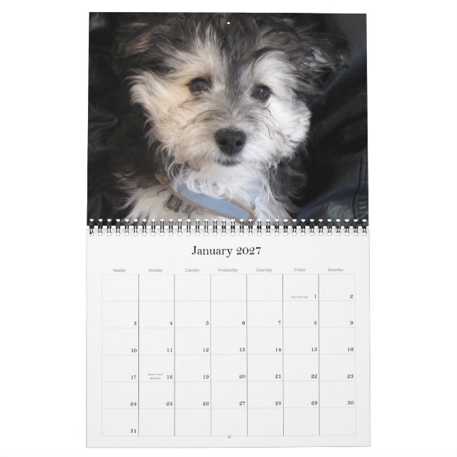 Havanese Rescu Welpen 2011 Kalender (Jan 2027)