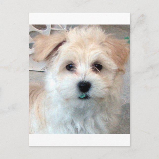 Havanese Rescue Puppy Tan lustig grüner "Zahn" Postkarte (Vorderseite)