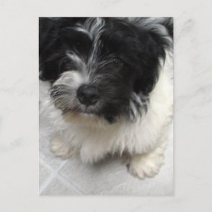 Havanese Rescue Welpe schwarz-weiß Postkarte