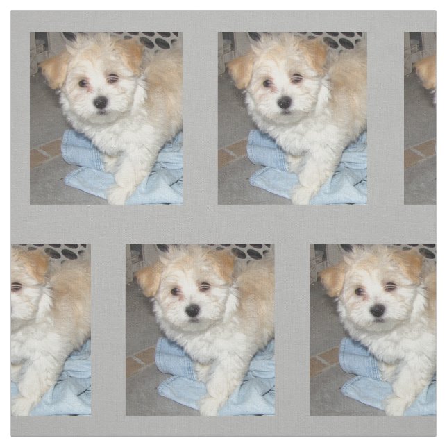 Havanese Rettung Puppt Stoff (Muster)