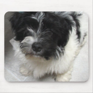 Havanese Rettungs-Welpe Schwarzweiss Mousepad