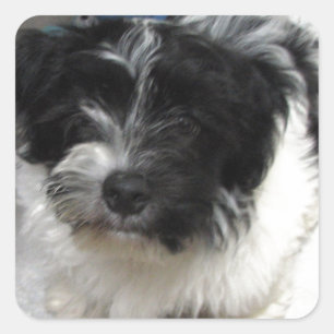Havanese Rettungs-Welpe Schwarzweiss Quadratischer Aufkleber