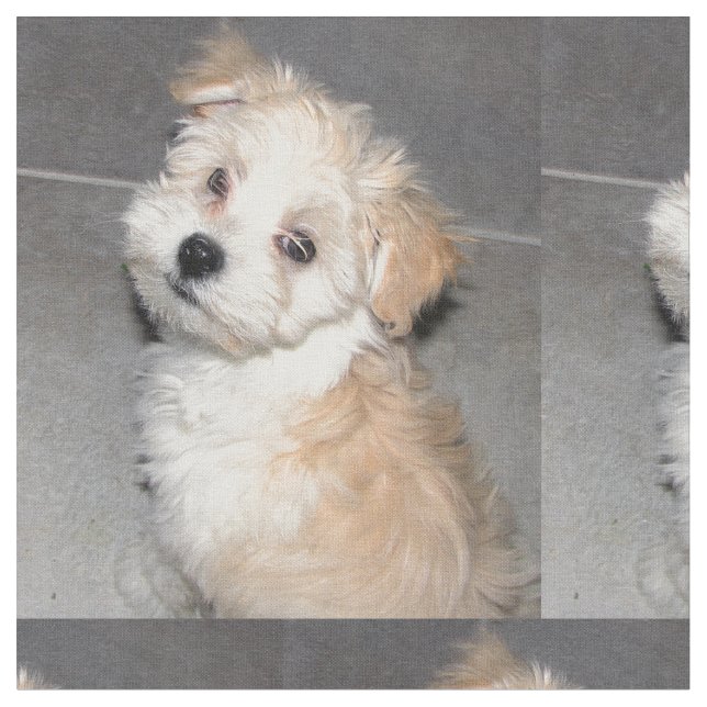 Havanese Rettungs-Welpe Stoff (Nahaufnahme)