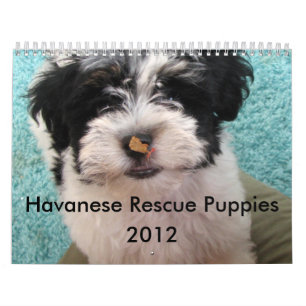 Havanese Rettungs-Welpen-Kalender Kalender