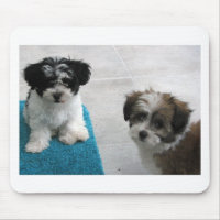 Havanese Rettungs-Welpen-Schwarz-weißes Grau