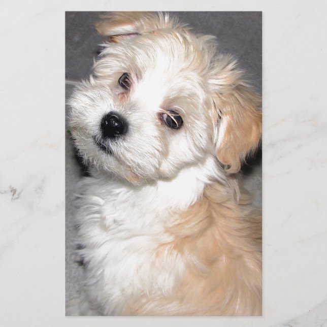 Havanese Rettungswelpe Tanweiß Briefpapier (Vorderseite)