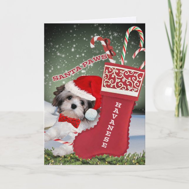 Havanese Santa Paws Weihnachten (Vorderseite)