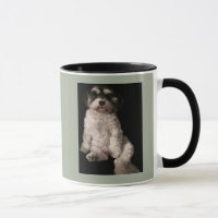 Havanese-setzen Sie das Bild Ihr Hundes hier