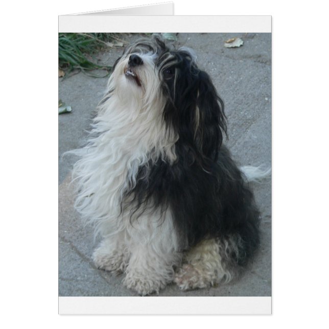 havanese_sitting.png (Vorne)