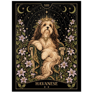 Havanese, Sternen-Tarot-Kunst Postkarte