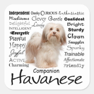 Havanese Tracks Stickers