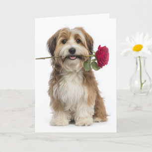 Havanese Valentine – Sanfte Liebe und Hingabe Karte
