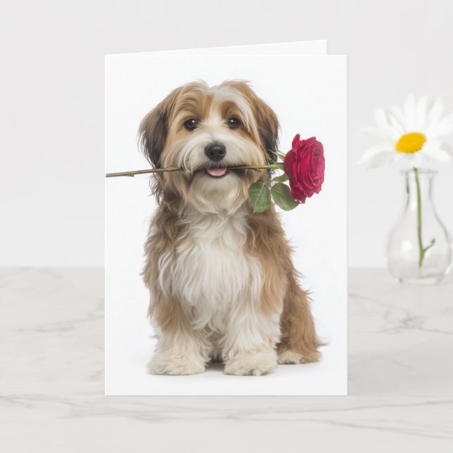 Havanese Valentine – Zärtliche Liebe und Hingabe Karte (Kleine Pflanze)
