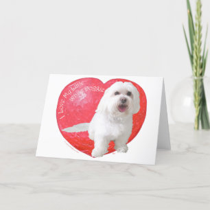 Havanese Valentinstag Feiertagskarte