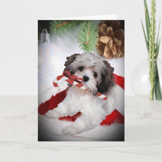 Havanese Weihnachten (Vorderseite)