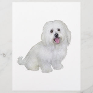 Havanese (weiß)
