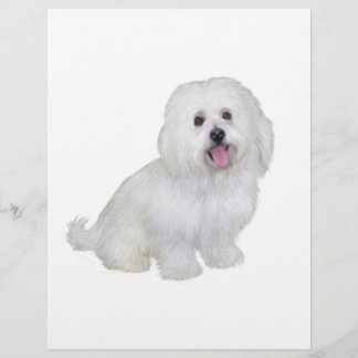 Havanese (weiß)