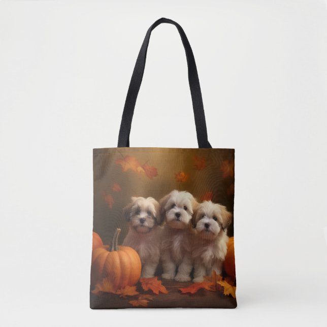 Havanese Welpe Autumn Delight Pumpkin (Vorderseite)