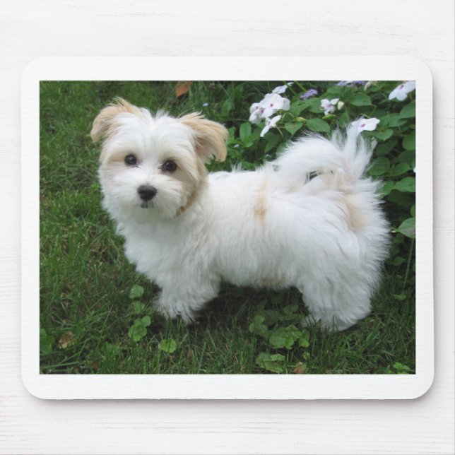 Havanese Welpe im Garten Mousepad (Vorne)