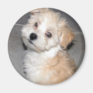 Havanese Welpe Magnet