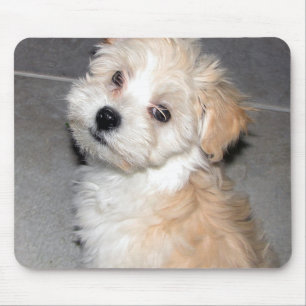 Havanese Welpe Mousepad