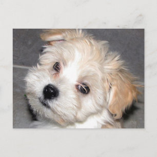 Havanese Welpe Postkarte