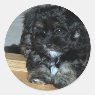 Havanese Welpe Runder Aufkleber