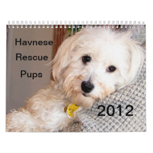 Havanese Welpen-Rettungs-Kalender 2012 Kalender