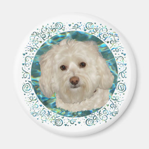 Havanese zum türkisfarbenen Wasser Magnet