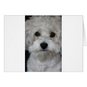 havanese zweite