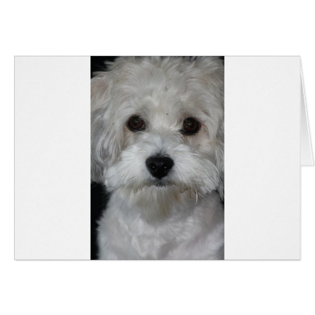 havanese zweite (Vorderseite (Horizontal))