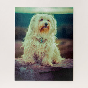 Havaneser Hund. Puzzle