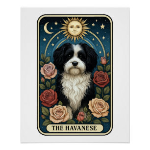 Havaneser Poster