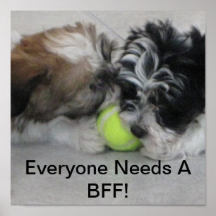 Havanische Welpen - Freundschaft - BESTE FREUNDIN Poster