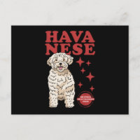 Havanischer Hund der Coolsten | Havaneses