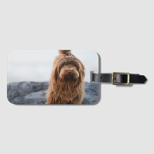 Havanischer Hund, Tier, Kanine Gepäckanhänger (Vorderseite (Horizontal))