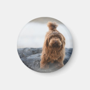 Havanischer Hund, Tier, Kanine Magnet