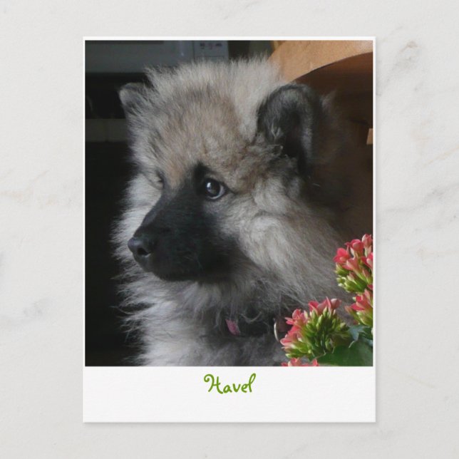 Havel Ankunft in Amerika Postkarte (Vorderseite)