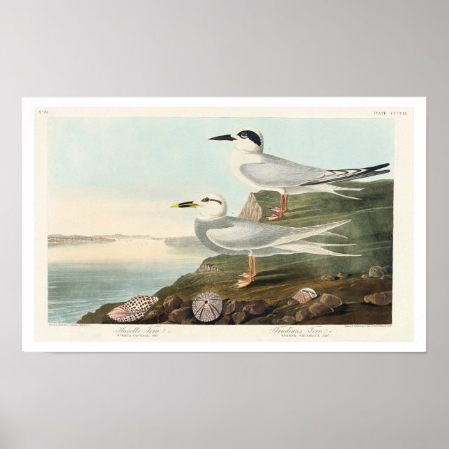 Havells Tern und Trudeaus Tern von Audubon Poster (Vorne)