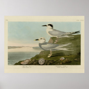 Havell's & Trudeau's Tern Audubon Birds of America Poster